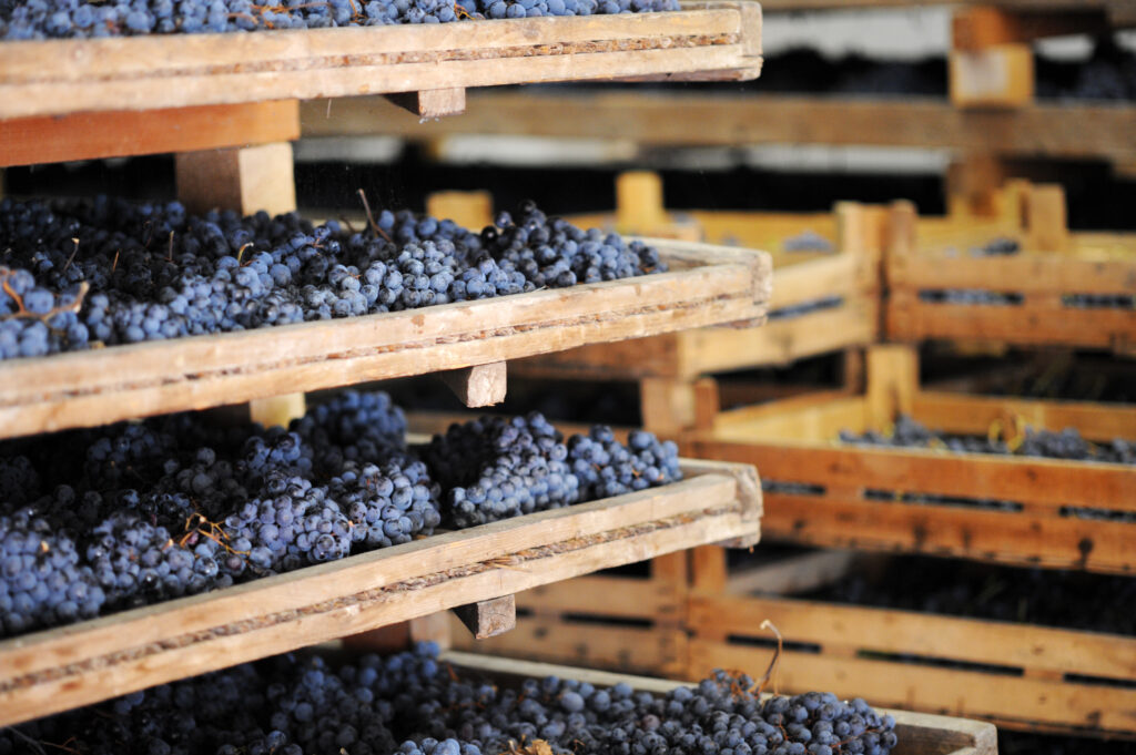 Vin Veneto